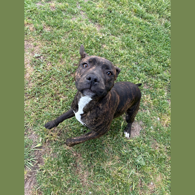 Photo of Annie 