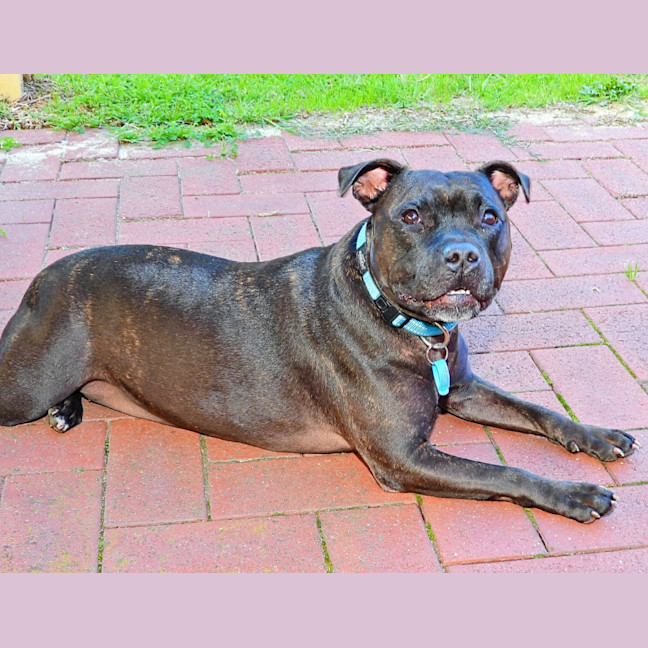 Photo of Brandy