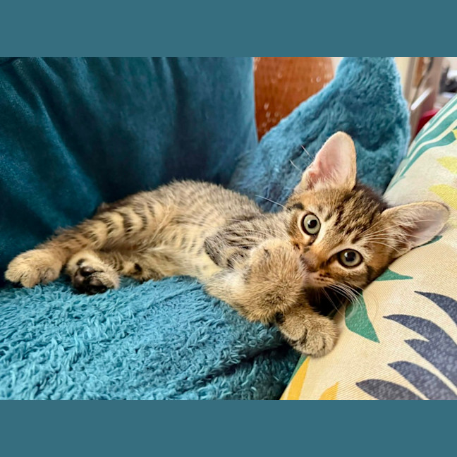 Photo of Savannah 