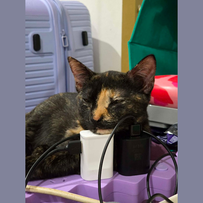 Photo of Cleo