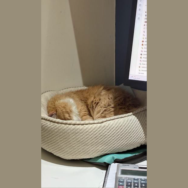 Photo of Marshmallow
