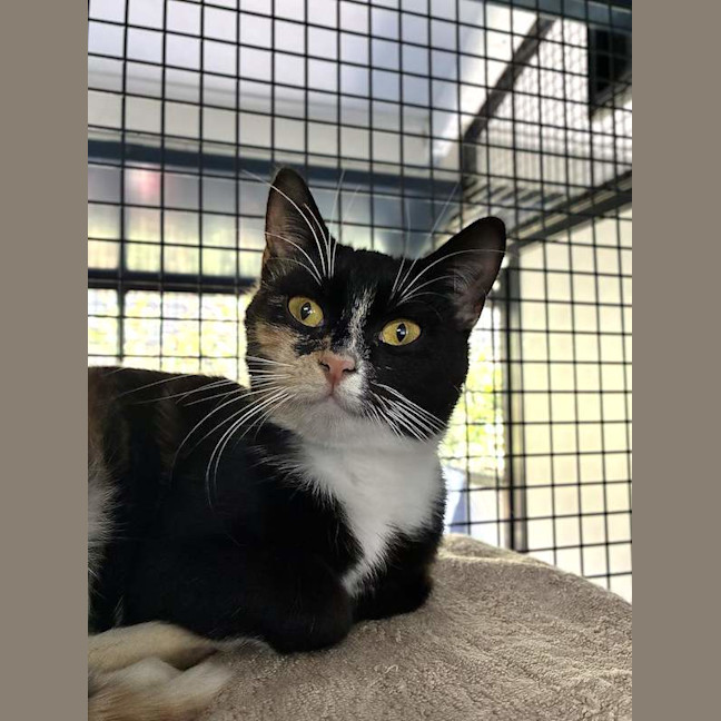 Photo of Cleocatra
