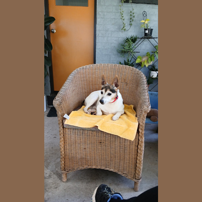 Photo of Raj   11 Year Old Tenterfield Terrier