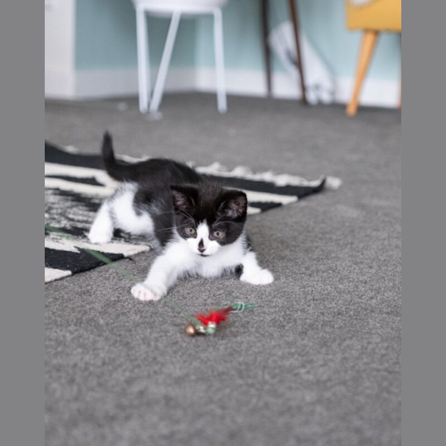 Photo of Pingu