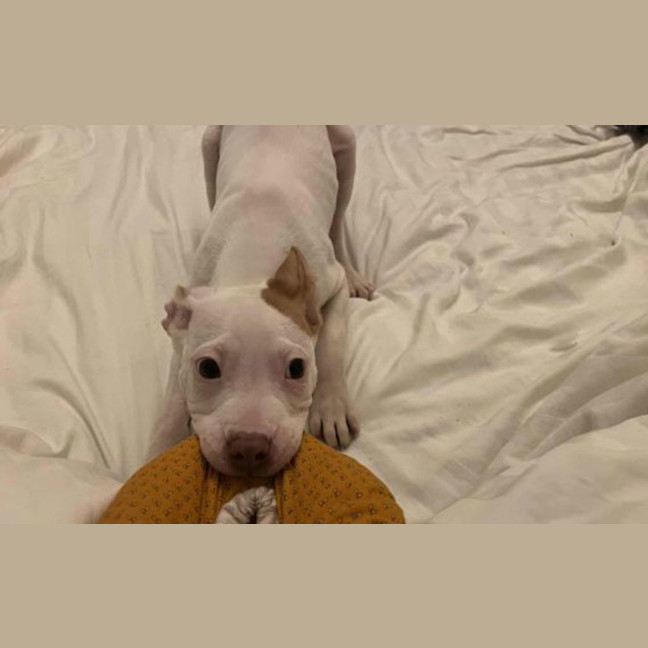 Photo of Maximus