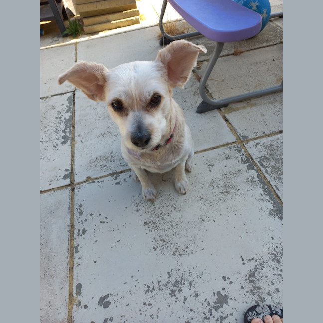 Photo of Sophie (Was Toast)