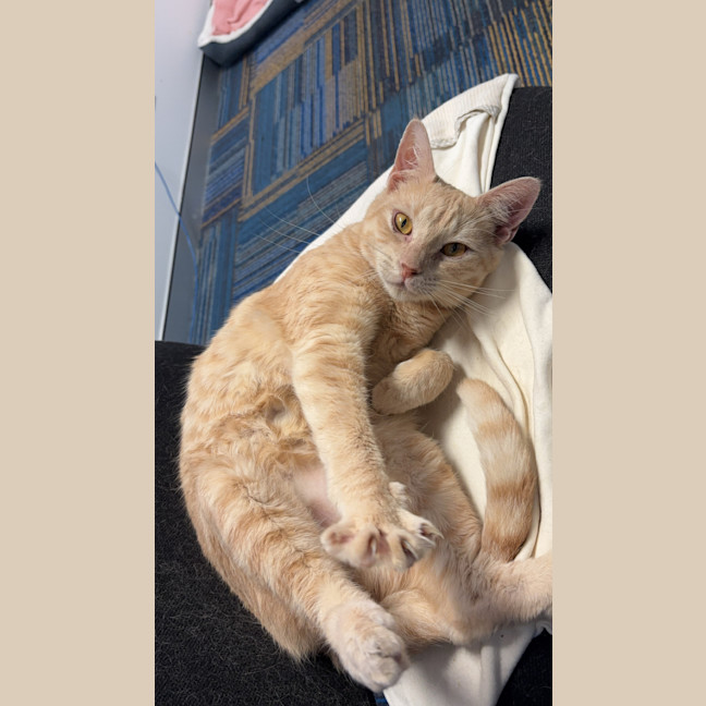 Photo of Loki