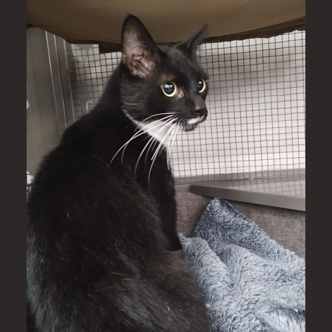 Photo of Chocolate   Now At Pet Quarters Rutherford