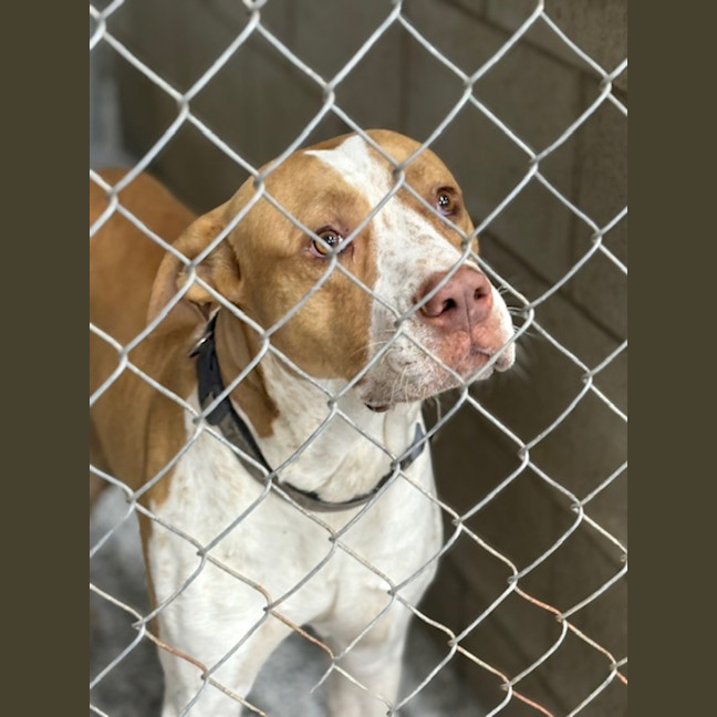 Photo of Rocky *$250 Adoption Fee*