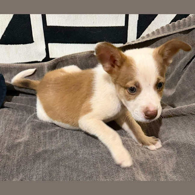 Photo of Jingle