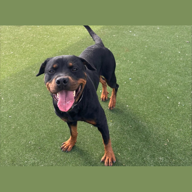 Photo of Moon Imp 29