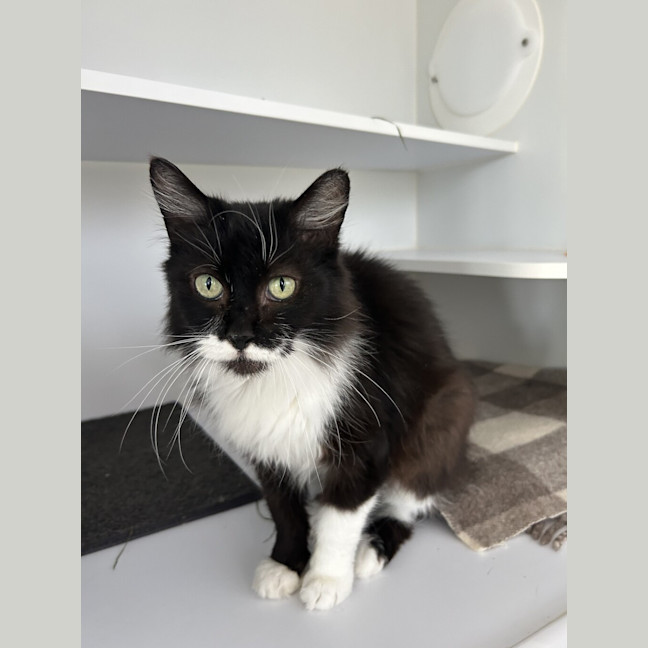 Photo of Socks