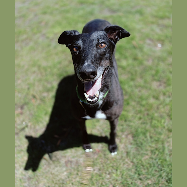 Photo of Coral (Eilish)