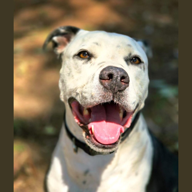 Photo of Diesel
