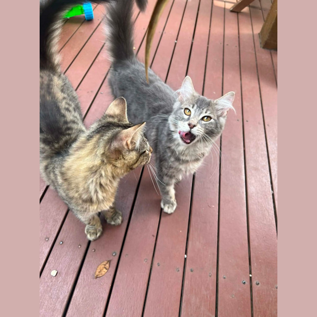 Photo of Star & Silver