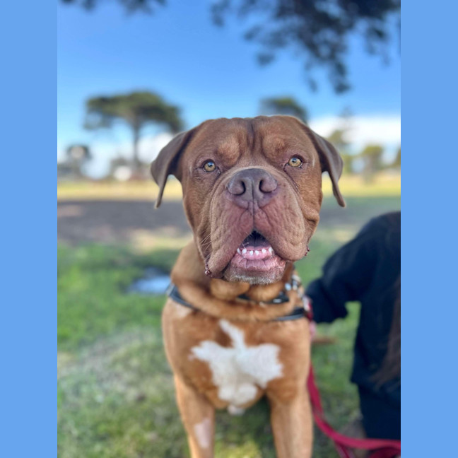 Photo of Apollo