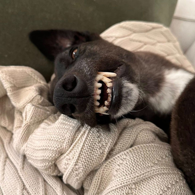 Photo of Arna The Greyhound