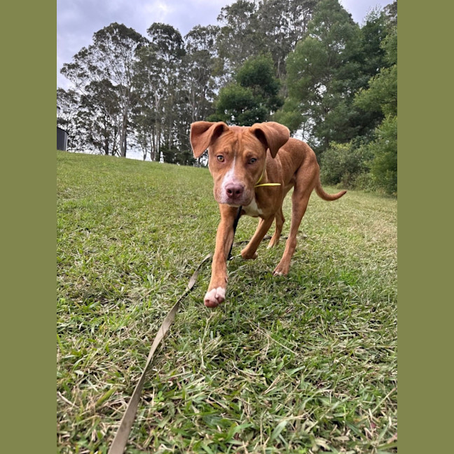 Photo of Barney