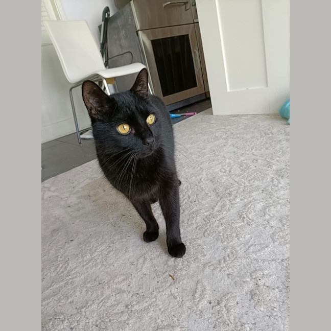 Photo of Winston   13 Year Old Domestic Short Hair