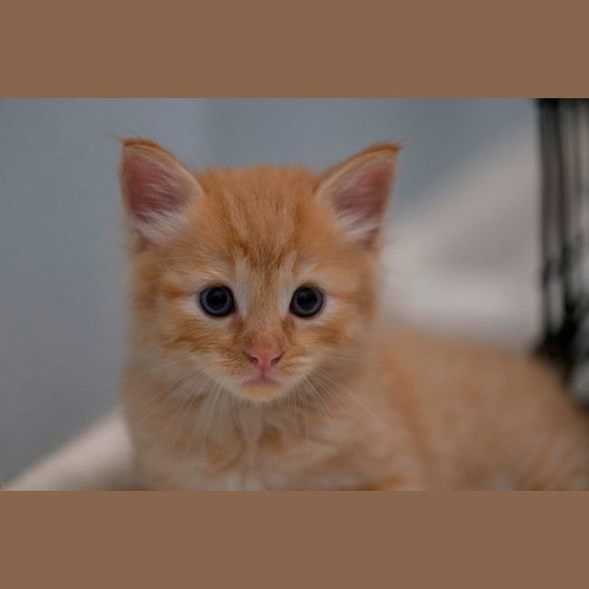 Photo of 😺 Garfield 😺