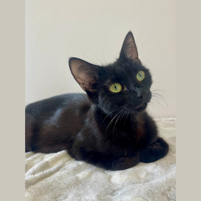 Photo of C1512 Sabrina