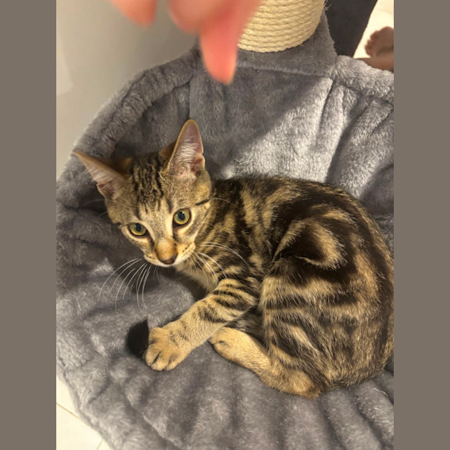Photo of Tigger Meet Me@ Adoption Day 17/5