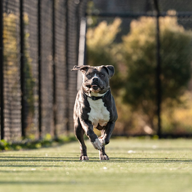 Photo of Gus Imp 1484