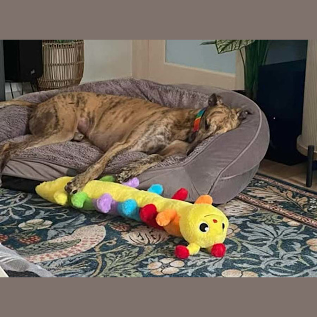 Photo of Sonny, The Greyhound