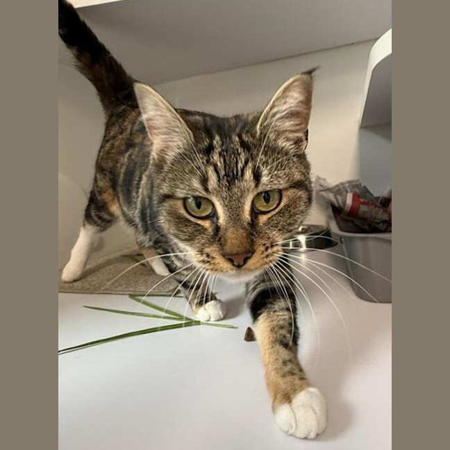 Photo of Tilly