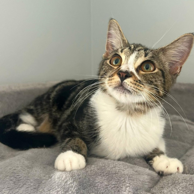 Photo of 11485   Atlas