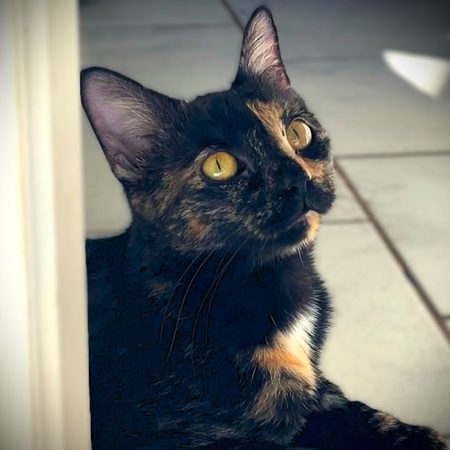 Photo of Tawny