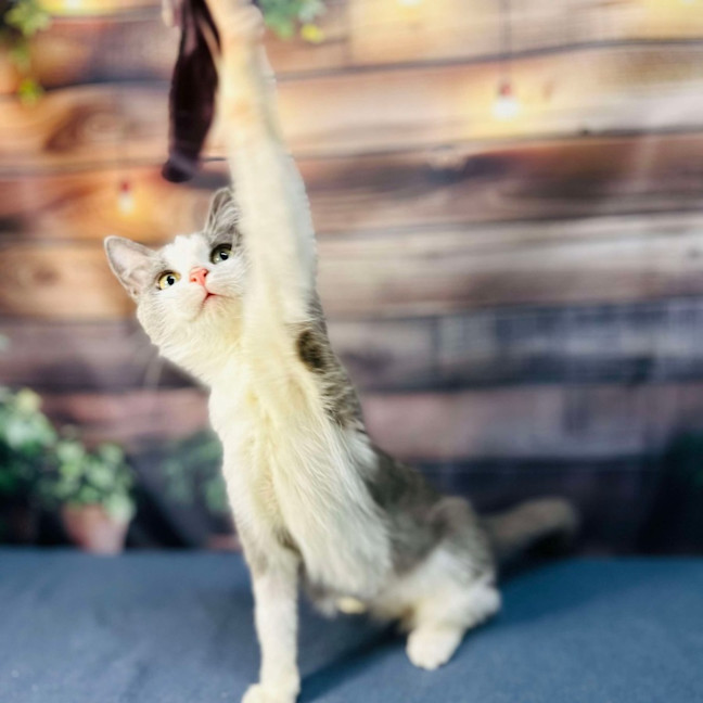 Photo of Lilly   Located In Brunswick East