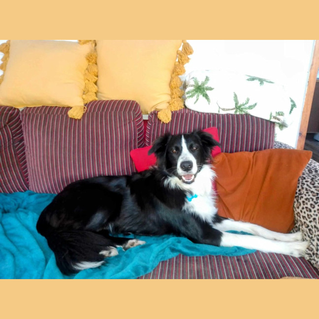 Photo of Buddy