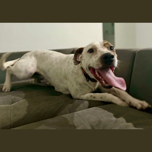 Photo of Daisy   2 Year Old Bull Arab X