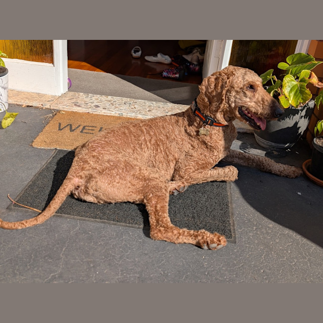 Photo of Wyatt