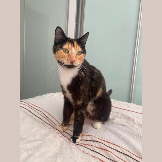 Photo of Honey