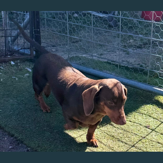 Photo of Ruby