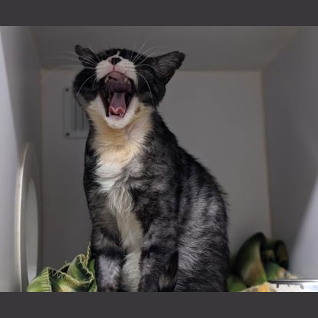 Photo of Salem