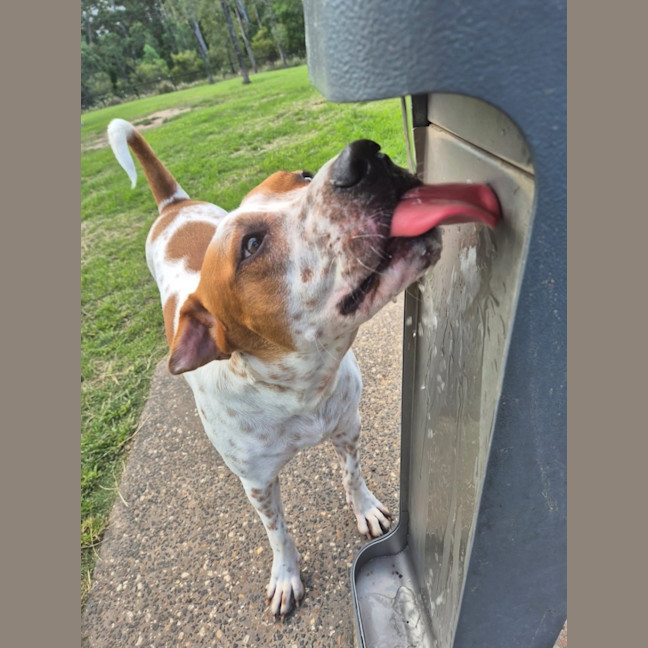 Photo of Squirtle *$150 Adoption Fee*