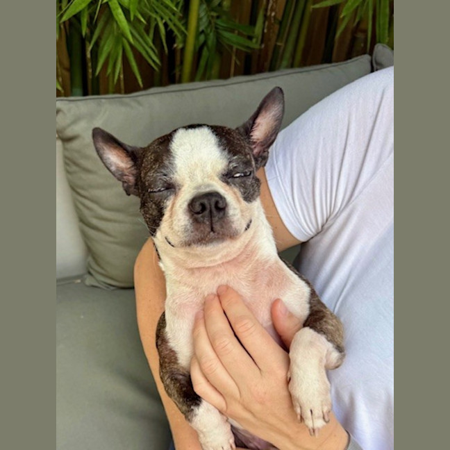 Photo of Spock & Oscar   6 Yo Boston Terrier