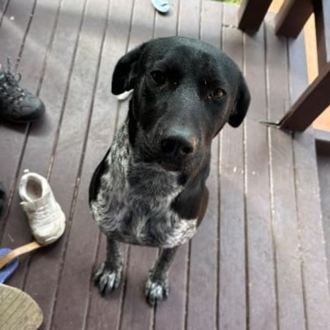 Photo of Rocco