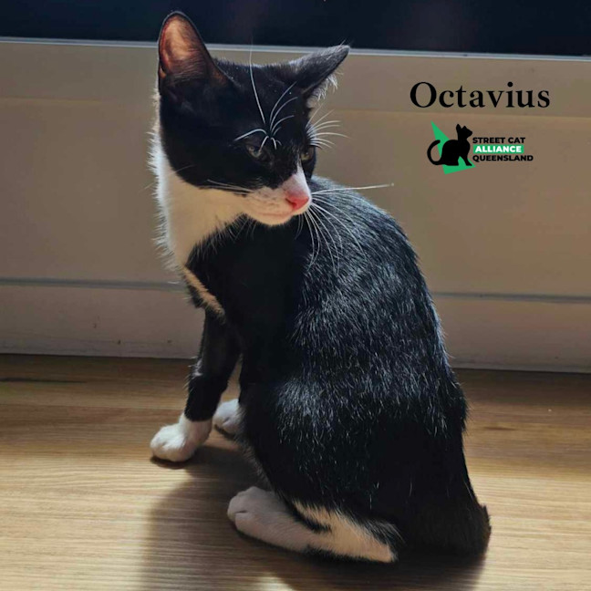 Photo of Octavius