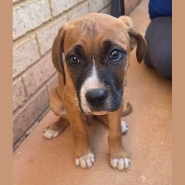 Photo of Baxter