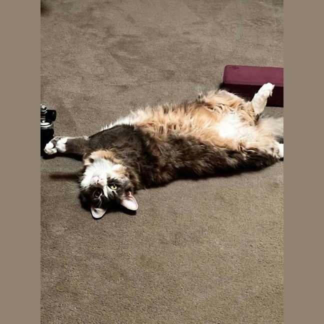 Photo of Clover * 9 Lives Project Rescue*