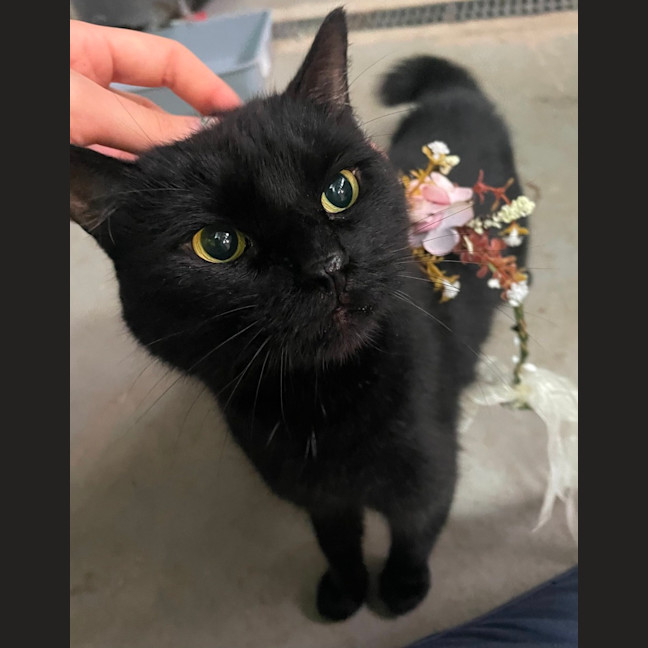 Photo of Liquorice