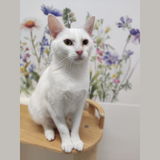 Photo of Pearl