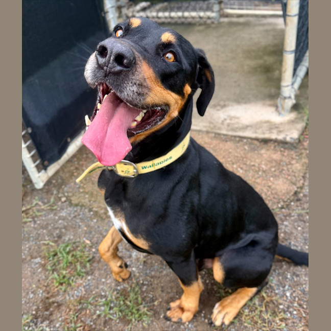 Photo of Mr. Snuffleupagus