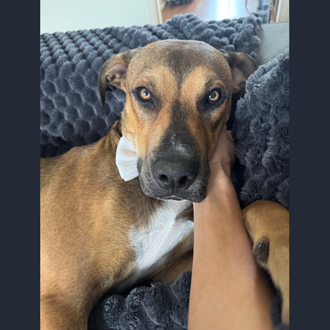 Photo of Buddy