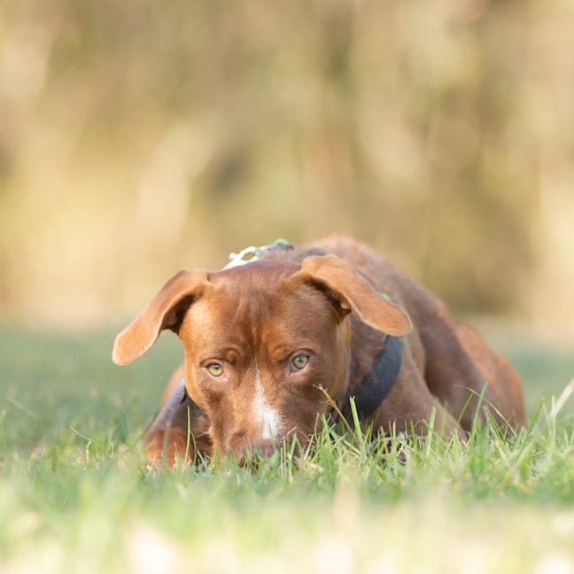 Photo of Daisy