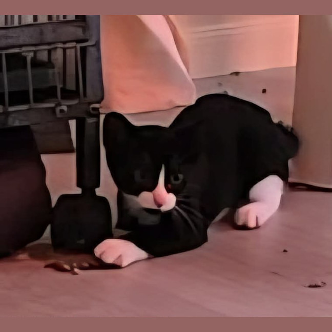 Photo of Comet (8915)